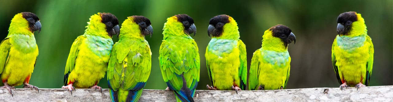 Pantanal